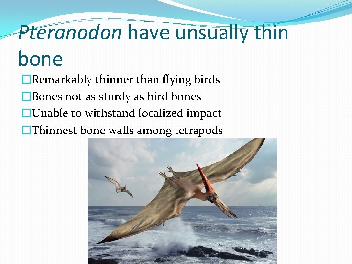 Pteranodon have unsually thin bone �Remarkably thinner than flying birds �Bones not as sturdy