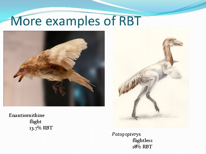More examples of RBT Enantiornithine flight 13. 7% RBT Patagopteryx flightless 18% RBT 