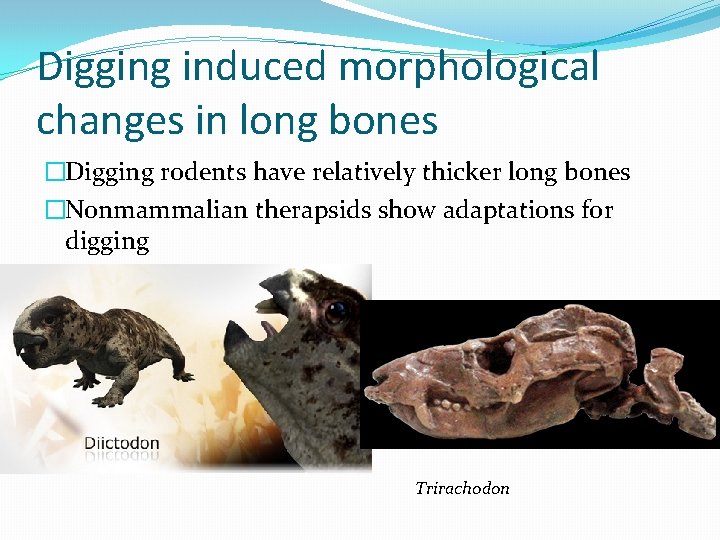 Digging induced morphological changes in long bones �Digging rodents have relatively thicker long bones