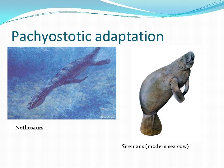 Pachyostotic adaptation Nothosaurs Sirenians (modern sea cow) 