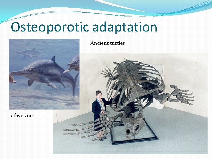 Osteoporotic adaptation Ancient turtles icthyosaur 