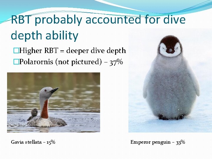 RBT probably accounted for dive depth ability �Higher RBT = deeper dive depth �Polarornis