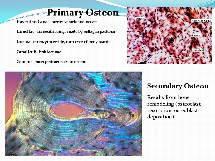 Primary Osteon Haversian Canal- carries vessels and nerves Lamellae- concentric rings made by collagen