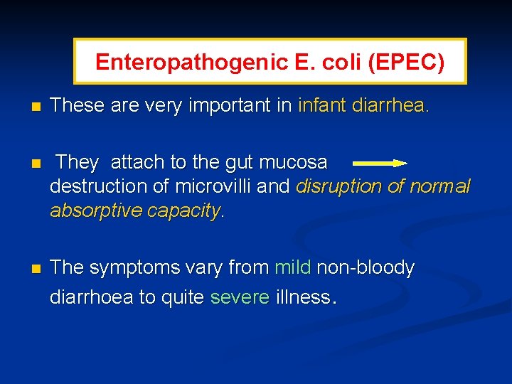 Enteropathogenic E. coli (EPEC) n These are very important in infant diarrhea. n They