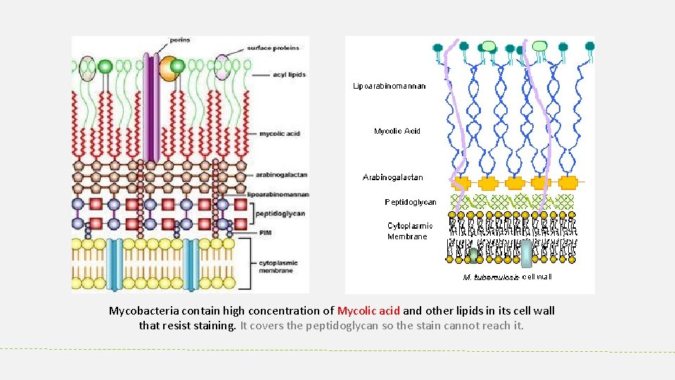 Mycobacteria contain high concentration of Mycolic acid and other lipids in its cell wall