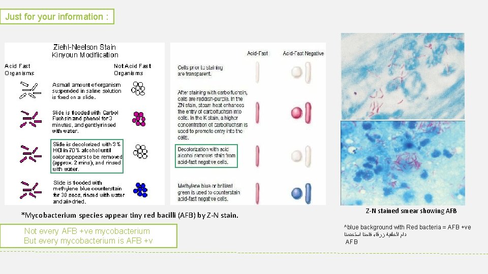 Just for your information : *Mycobacterium species appear tiny red bacilli (AFB) by Z