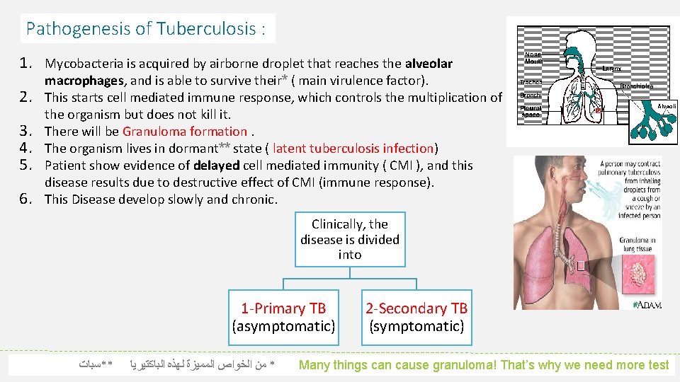 Pathogenesis of Tuberculosis : 1. Mycobacteria is acquired by airborne droplet that reaches the