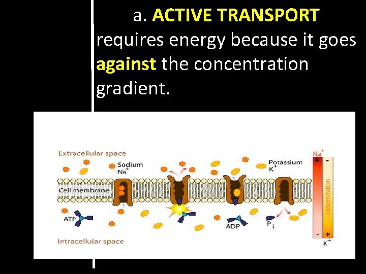 a. ACTIVE TRANSPORT requires energy because it goes against the concentration gradient. 
