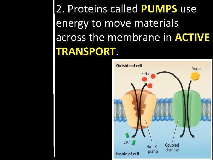 2. Proteins called PUMPS use energy to move materials across the membrane in ACTIVE