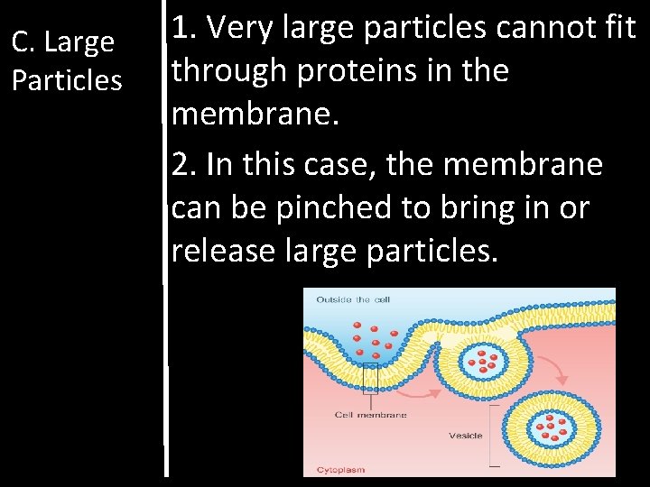 C. Large Particles 1. Very large particles cannot fit through proteins in the membrane.