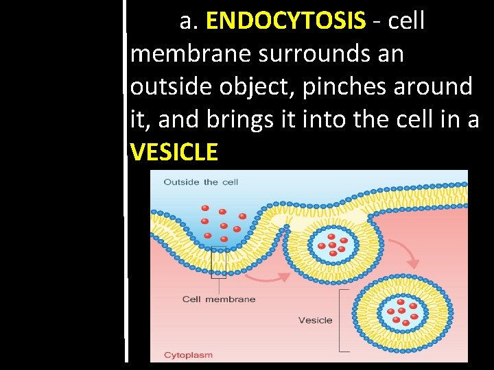 a. ENDOCYTOSIS - cell membrane surrounds an outside object, pinches around it, and brings