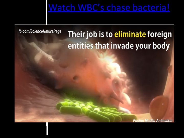 Watch WBC’s chase bacteria! 