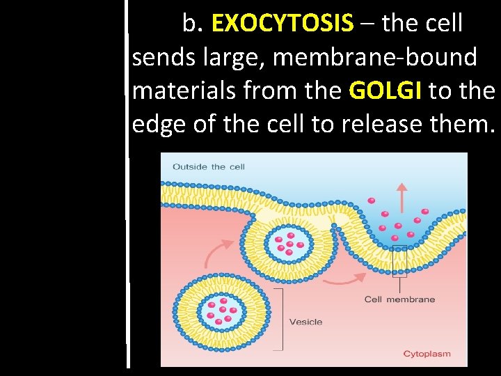 b. EXOCYTOSIS – the cell sends large, membrane-bound materials from the GOLGI to the