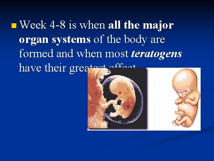 n Week 4 -8 is when all the major organ systems of the body