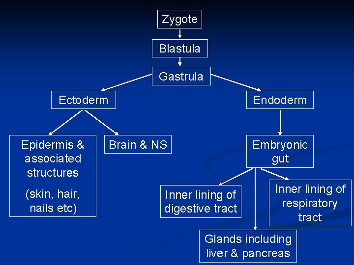 Zygote Blastula Gastrula Ectoderm Epidermis & associated structures (skin, hair, nails etc) Endoderm Brain