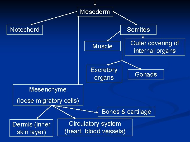 Mesoderm Notochord Somites Muscle Excretory organs Outer covering of internal organs Gonads Mesenchyme (loose