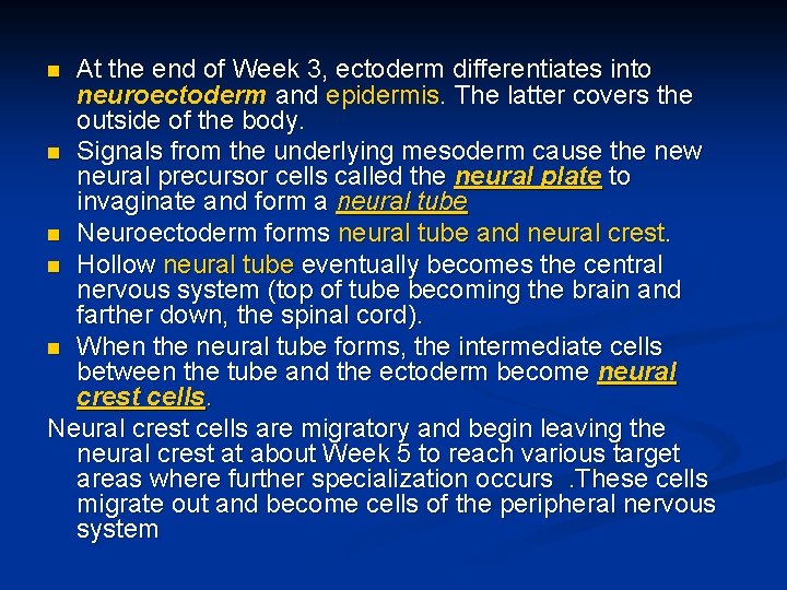 At the end of Week 3, ectoderm differentiates into neuroectoderm and epidermis. The latter