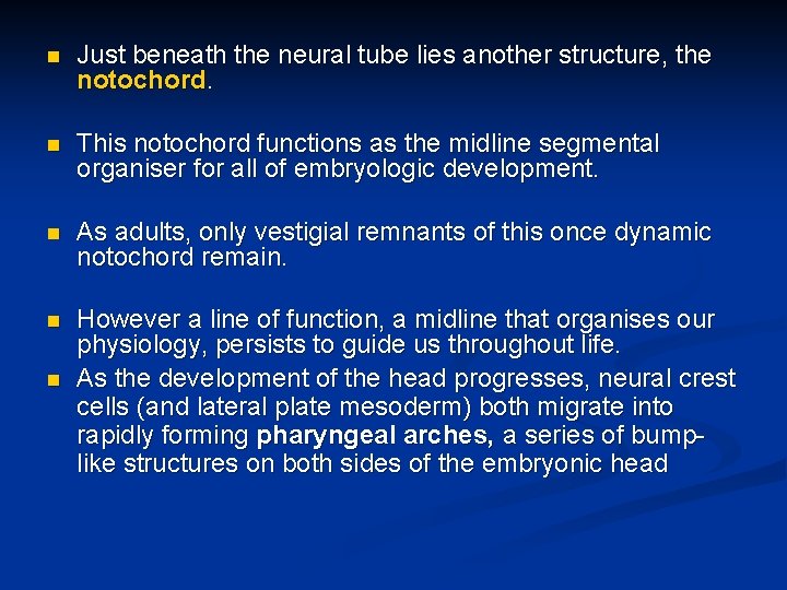 n Just beneath the neural tube lies another structure, the notochord. n This notochord