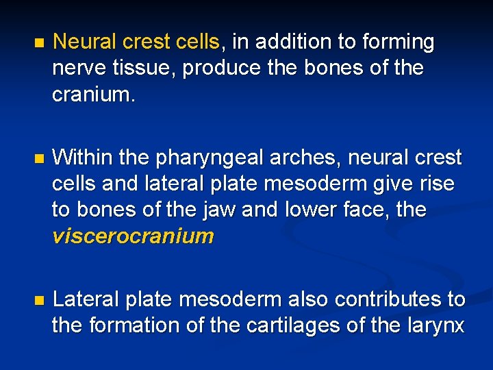 n Neural crest cells, in addition to forming nerve tissue, produce the bones of