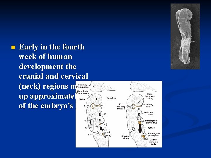 n Early in the fourth week of human development the cranial and cervical (neck)