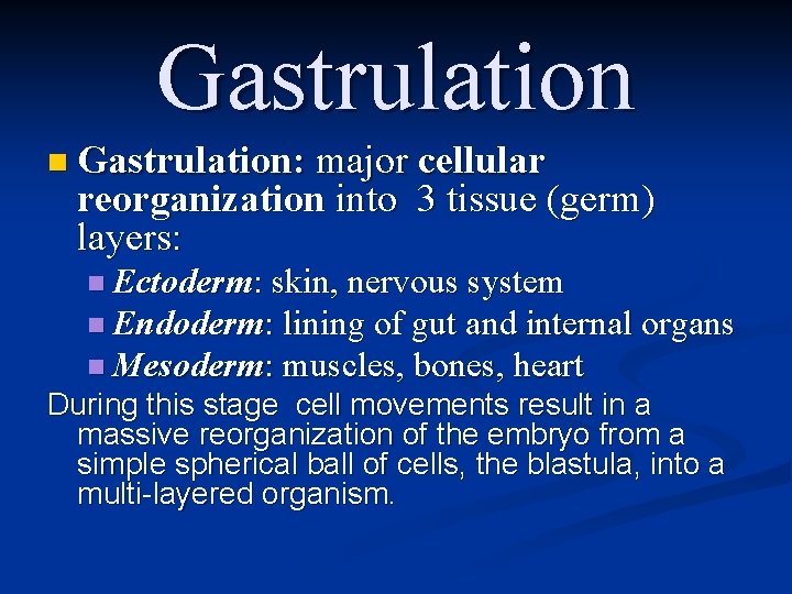 Gastrulation n Gastrulation: major cellular reorganization into 3 tissue (germ) layers: n Ectoderm: skin,