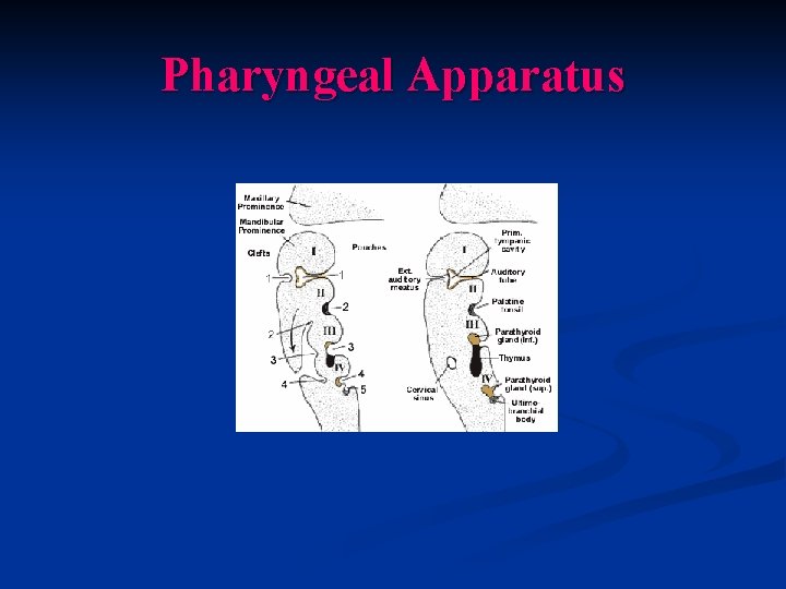 Pharyngeal Apparatus 