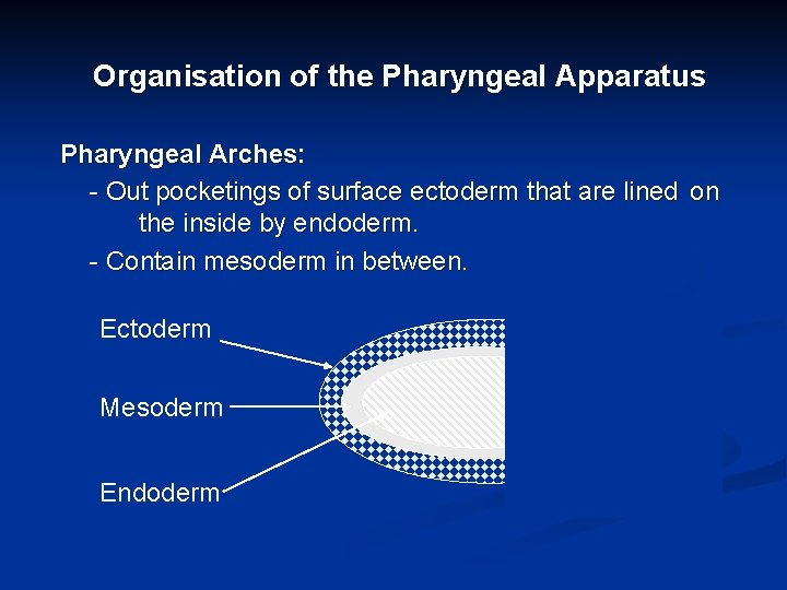 Organisation of the Pharyngeal Apparatus Pharyngeal Arches: - Out pocketings of surface ectoderm that