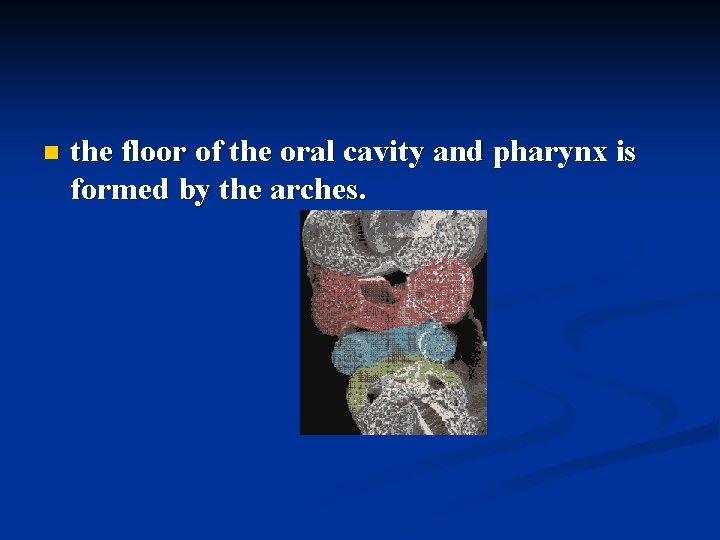 n the floor of the oral cavity and pharynx is formed by the arches.