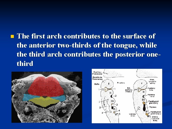 n The first arch contributes to the surface of the anterior two-thirds of the