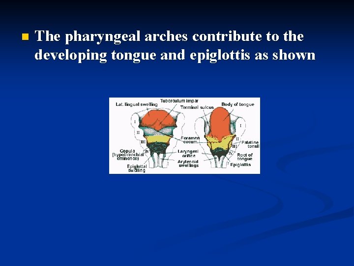 n The pharyngeal arches contribute to the developing tongue and epiglottis as shown 