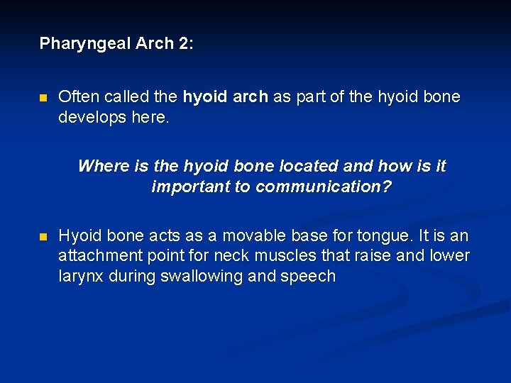 Pharyngeal Arch 2: n Often called the hyoid arch as part of the hyoid