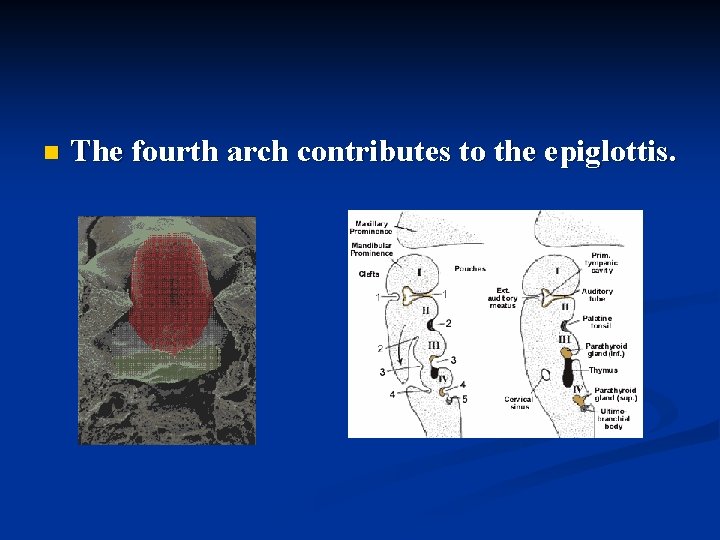 n The fourth arch contributes to the epiglottis. 