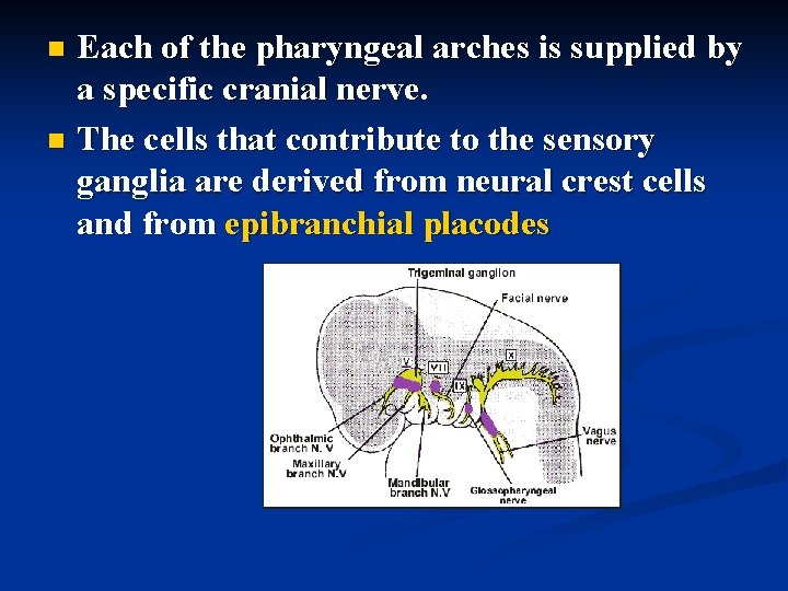 Each of the pharyngeal arches is supplied by a specific cranial nerve. n The