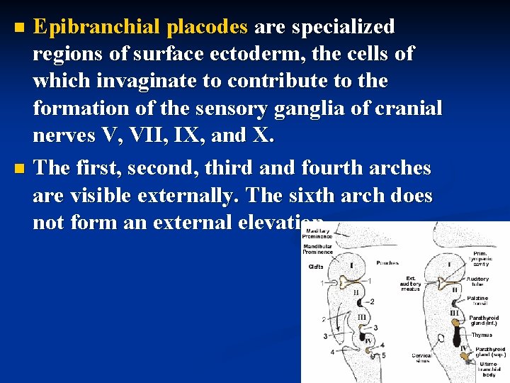 Epibranchial placodes are specialized regions of surface ectoderm, the cells of which invaginate to