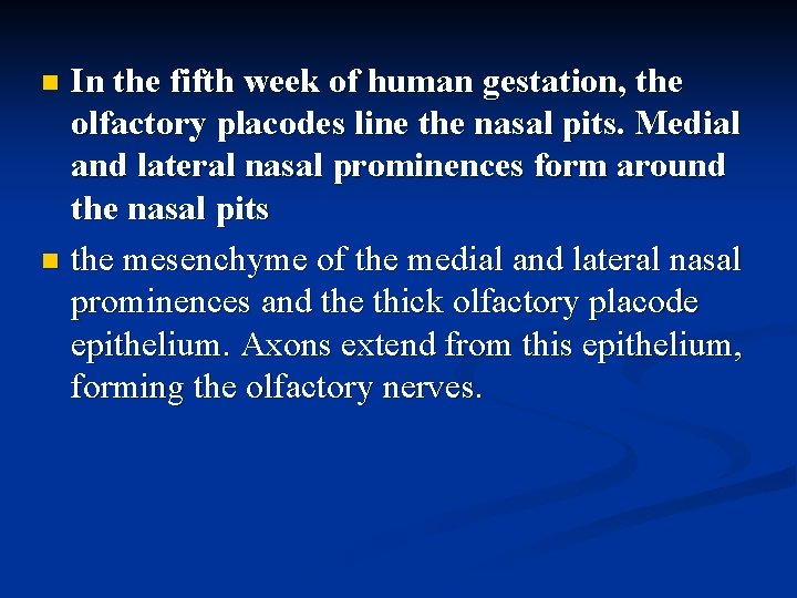 In the fifth week of human gestation, the olfactory placodes line the nasal pits.