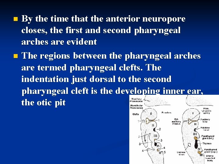 By the time that the anterior neuropore closes, the first and second pharyngeal arches