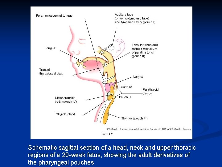 Schematic sagittal section of a head, neck and upper thoracic regions of a 20