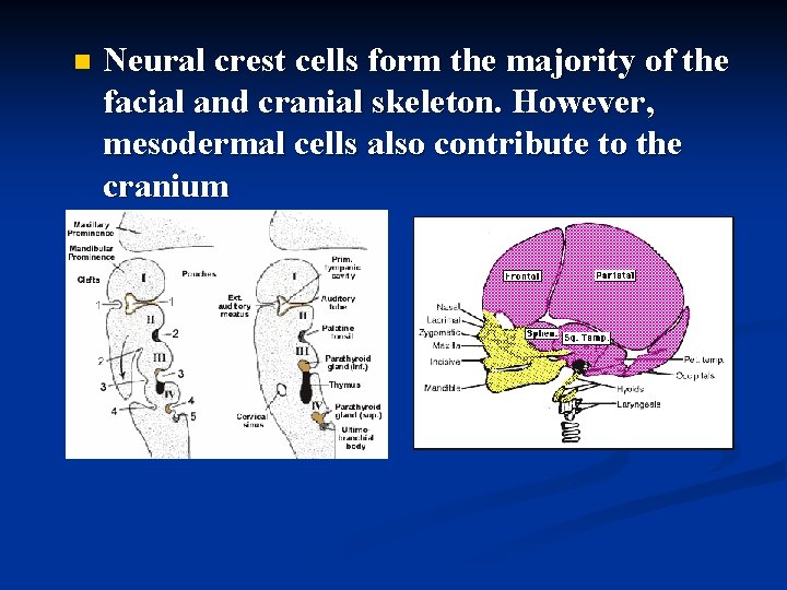 n Neural crest cells form the majority of the facial and cranial skeleton. However,