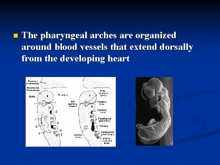 n The pharyngeal arches are organized around blood vessels that extend dorsally from the