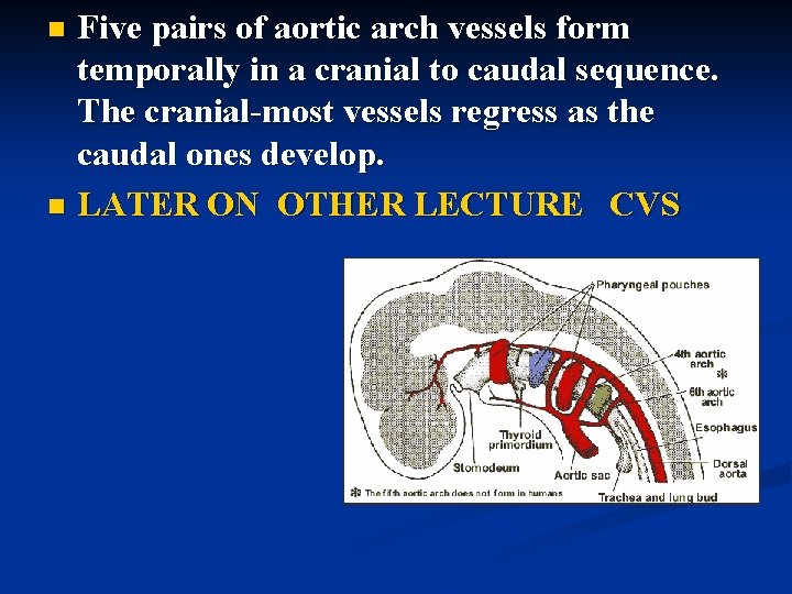 Five pairs of aortic arch vessels form temporally in a cranial to caudal sequence.