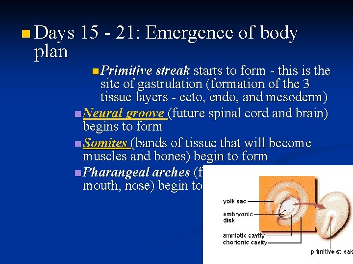 n Days 15 - 21: Emergence of body plan n Primitive streak starts to