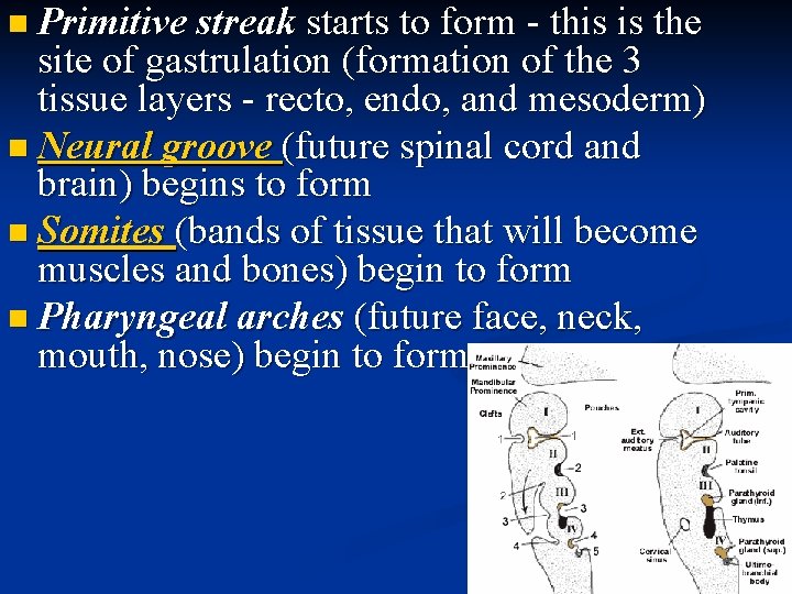 n Primitive streak starts to form - this is the site of gastrulation (formation