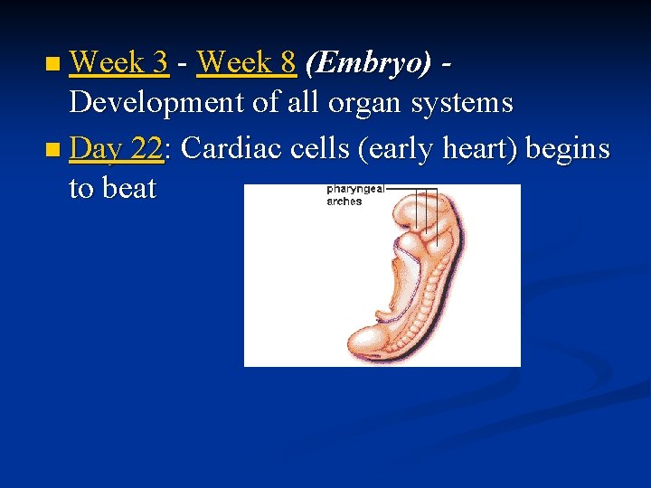 n Week 3 - Week 8 (Embryo) - Development of all organ systems n