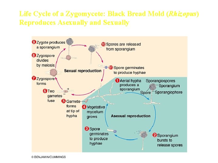 Life Cycle of a Zygomycete: Black Bread Mold (Rhizopus) Reproduces Asexually and Sexually 