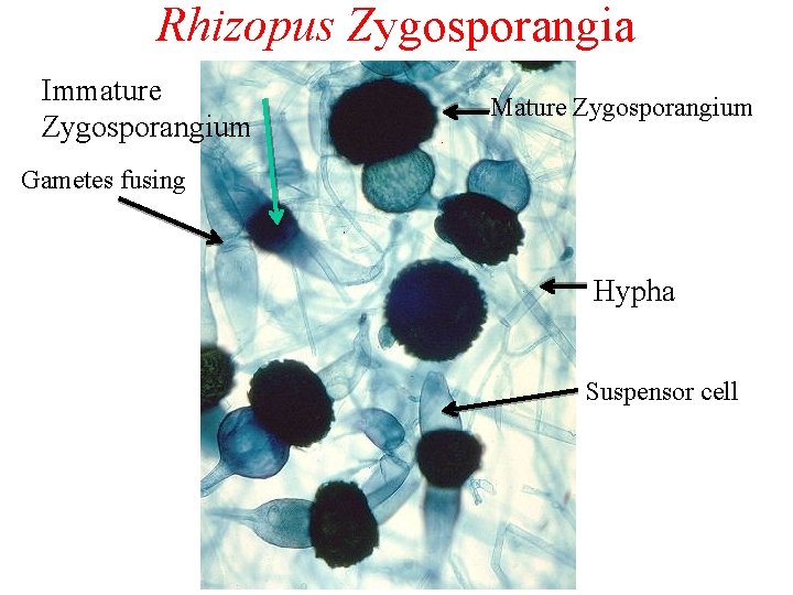 Rhizopus Zygosporangia Immature Zygosporangium Mature Zygosporangium Gametes fusing Hypha Suspensor cell 