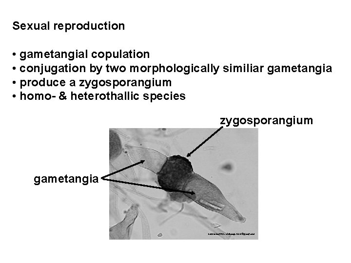 Sexual reproduction • gametangial copulation • conjugation by two morphologically similiar gametangia • produce