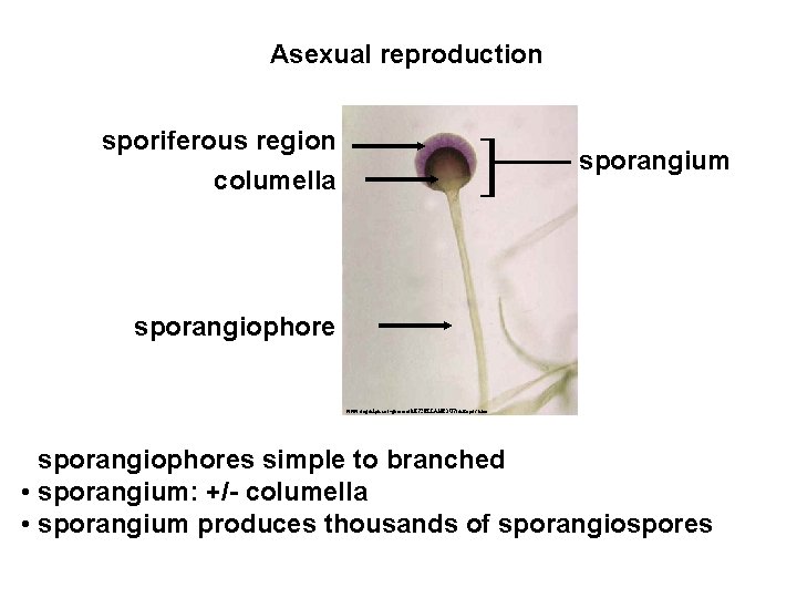 Asexual reproduction sporiferous region columella ] sporangium sporangiophore www. uoguelph. ca/~gbarron/MISCELLANEOUS/rhizopus. htm • sporangiophores