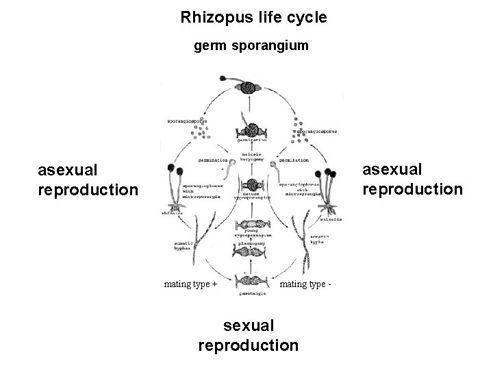 Rhizopus life cycle germ sporangium asexual reproduction mating type + mating type - sexual