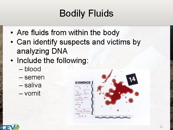 Bodily Fluids • Are fluids from within the body • Can identify suspects and