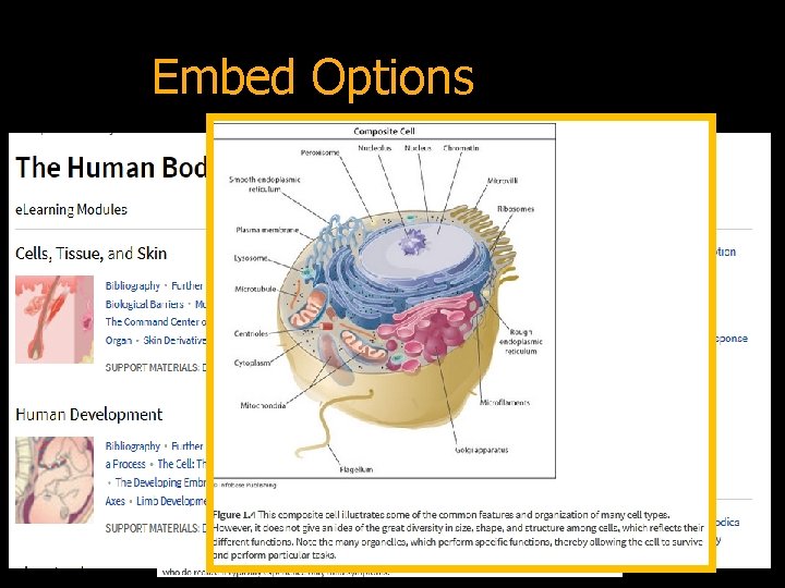 Embed Options 
